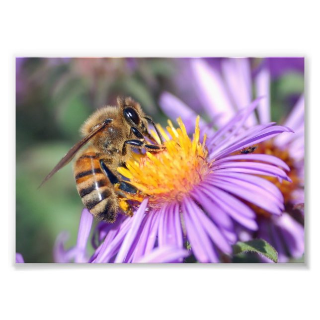 Honey Bee on Purple Pink Flower Photo Print (Front)