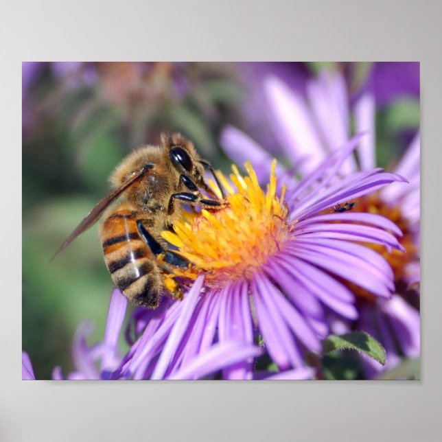 Honey Bee on Purple Pink Flower Poster (Front)