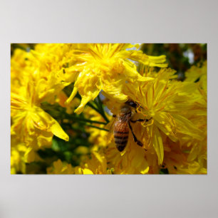 Honey Bee On Yellow Flowers Photo Print