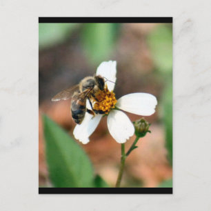 Honey Bee Postcard