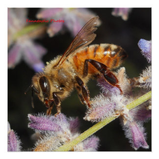 Honey Bee Poster