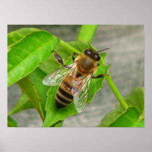 Honey Bee Poster