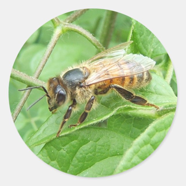 Honey Bee ~ sticker (Front)