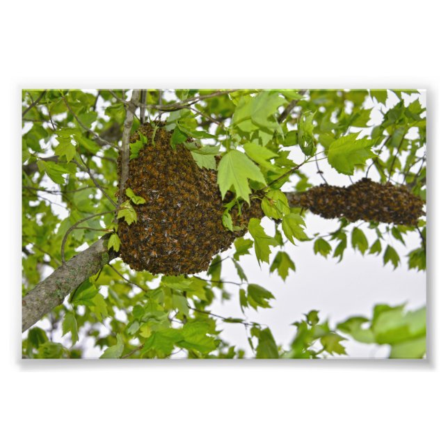 Honey Bee Swarm Photo Print (Front)