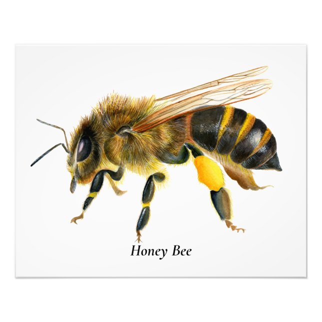 Honey Bee Watercolor Painting Photo Print (Front)