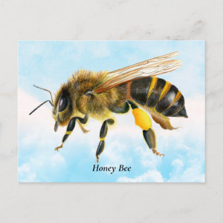 Honey Bee Watercolor Painting Postcard