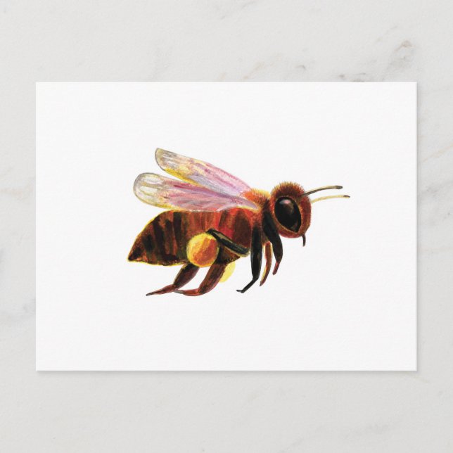 Honey Bee with its Pollen Baskets Illustration Holiday Postcard (Front)