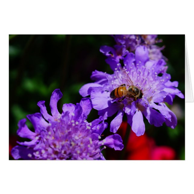 Honey Bee'n Made!  (Front Horizontal)