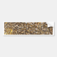 honey bees and more honey bees