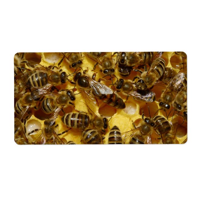 Honey Bees in Hive with Queen in Middle (Front)