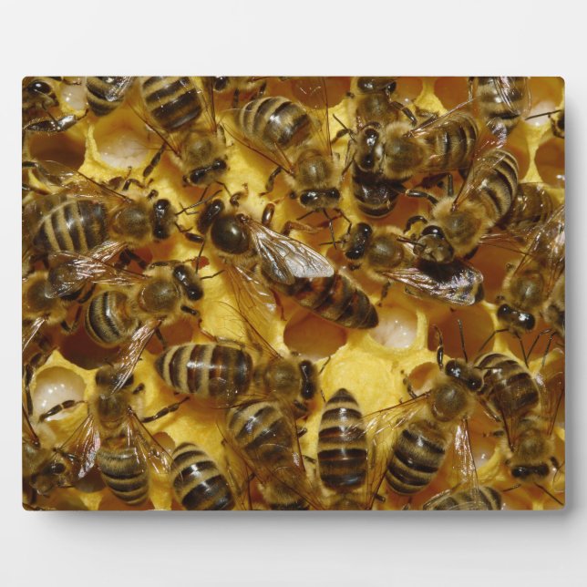 Honey Bees in Hive with Queen in Middle Plaque (Front)