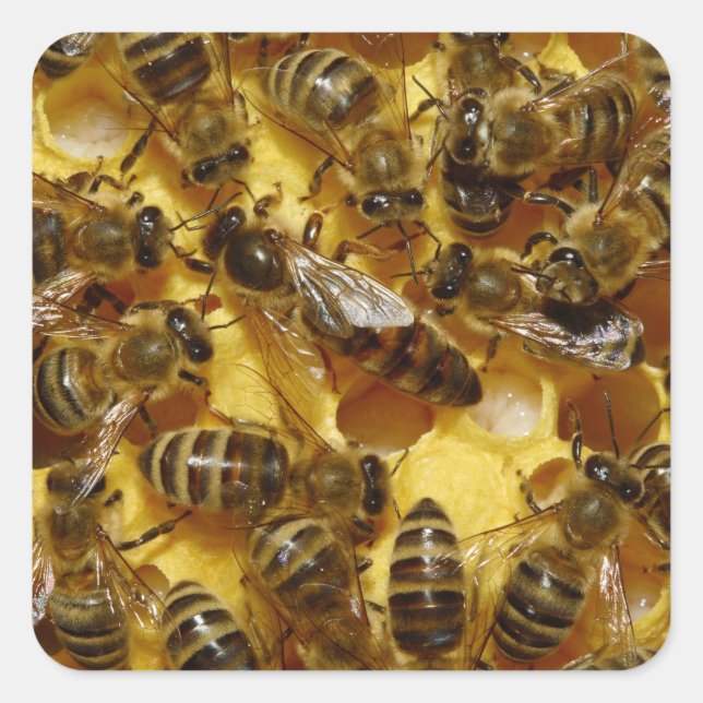 Honey Bees in Hive with Queen in Middle Square Sticker (Front)