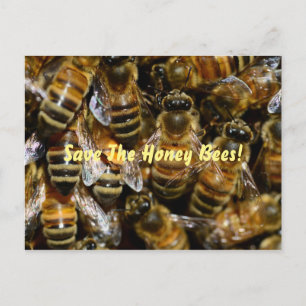 Honey Bees In the Hive Postcard