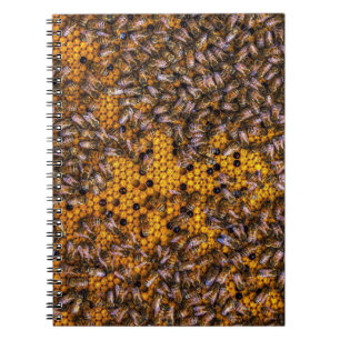 HONEY BEES   NOTEBOOK