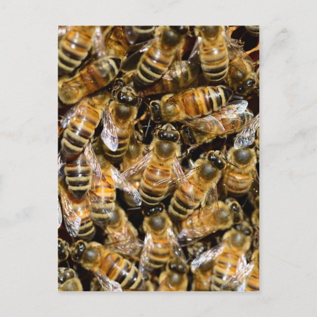 Honey bees postcard (Front)