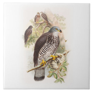 Honey-Buzzard John Gould Birds of Great Britain Ceramic Tile