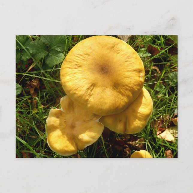 Honey Fungus Mushroom Postcard (Front)