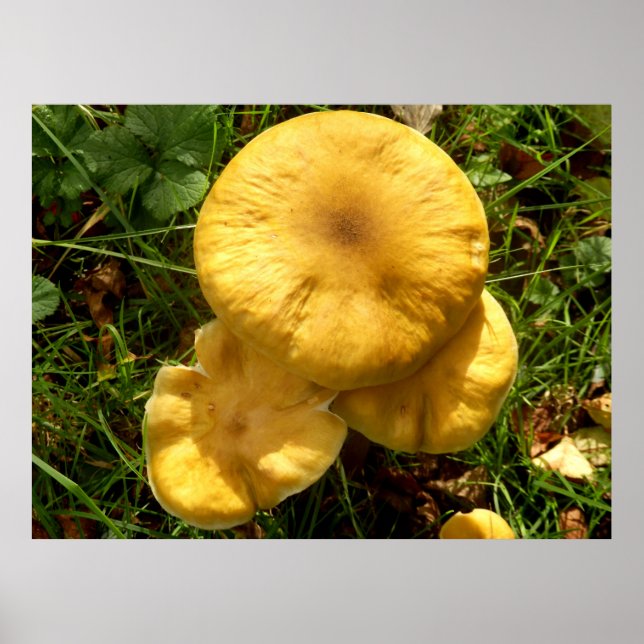 Honey Fungus Mushroom Poster (Front)