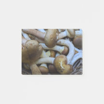 Honey Mushrooms, Apiata, Armillaria,opyenok