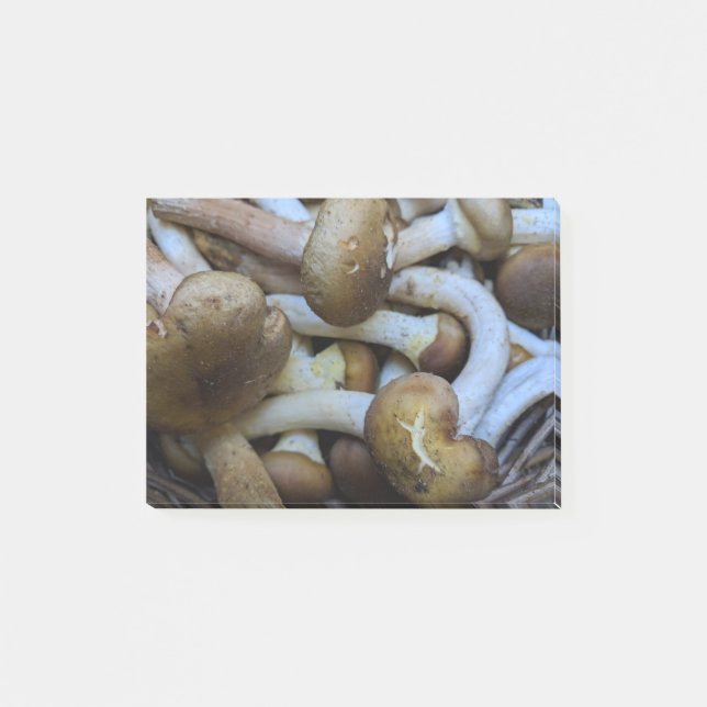 Honey Mushrooms, Apiata, Armillaria,opyenok Post-it Notes (Front)