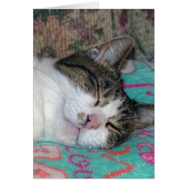 Honey Sleeping (Front)