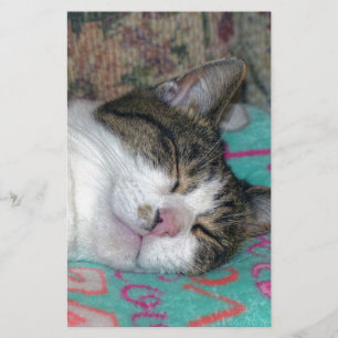 Honey Sleeping Stationery