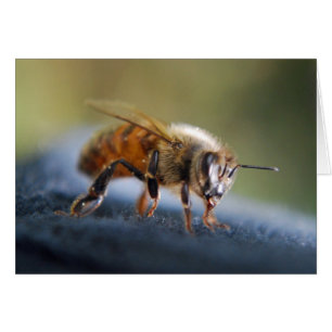 Honeybee