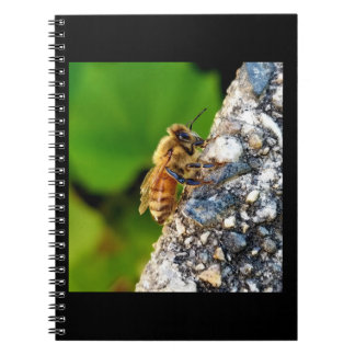 Honeybee  6.5x8.75 Spiral Notebook
