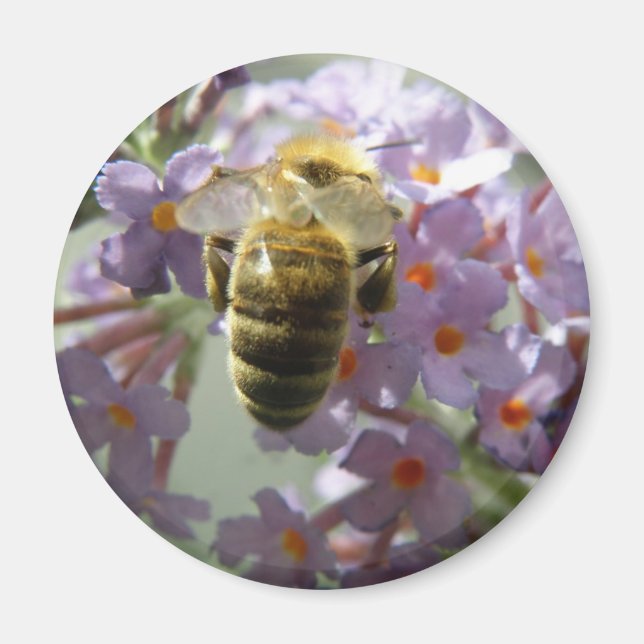 Honeybee and Buddleia Flowers Magnet (Front)