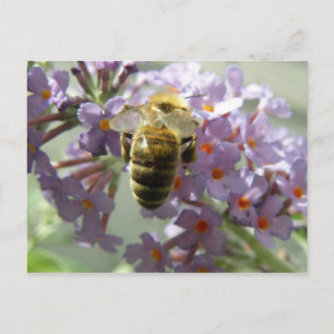 Honeybee and Buddleia Flowers Postcard