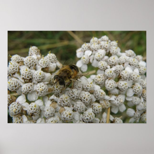 Honeybee and Flowers Poster (Front)