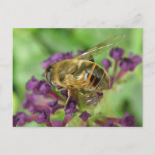 Honeybee and Purple Flowers Postcard
