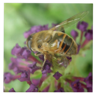 Honeybee and Purple Flowers Tile