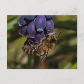 Honeybee enjoys a dark blue flower postcard