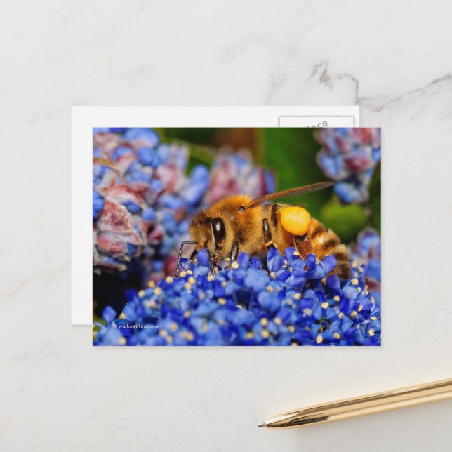 Honeybee Gathering Pollen From California Lilac Postcard (Front/Back In Situ)
