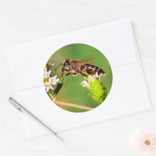 Honeybee in action classic round sticker