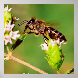 Honeybee in action poster