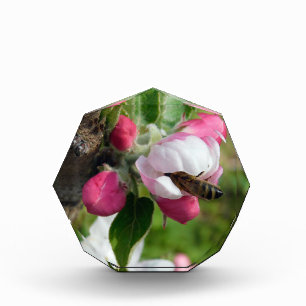 Honeybee in Pink Apple Blossom Acrylic Photo Blo Block