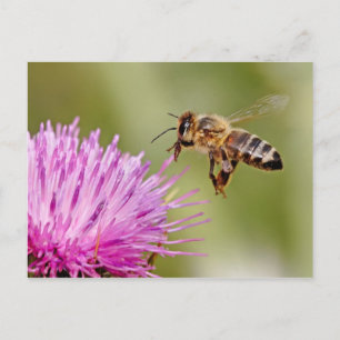 Honeybee landing on a milk thistle flower postcard