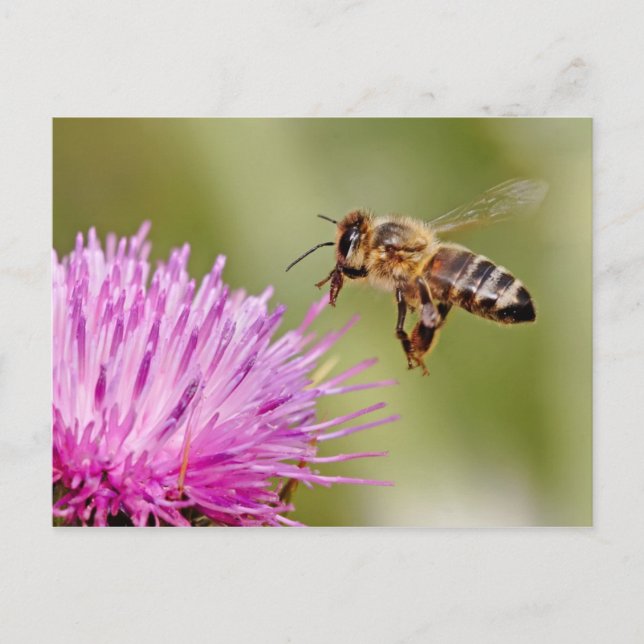 Honeybee landing on a milk thistle flower postcard (Front)