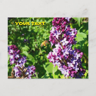 Honeybee Loves Lilacs Postcard 