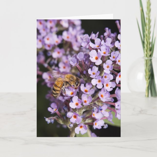 HoneyBee on a Butterfly Bush card (Front)