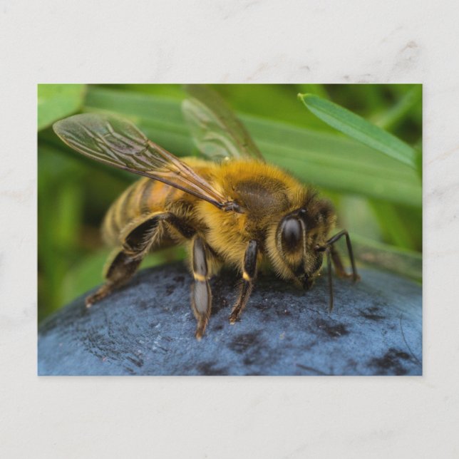 Honeybee on a Stone Postcard (Front)