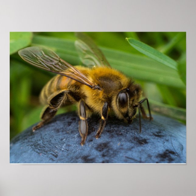 Honeybee on a Stone Poster (Front)