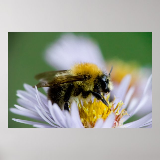 Honeybee on a White Flower Poster (Front)
