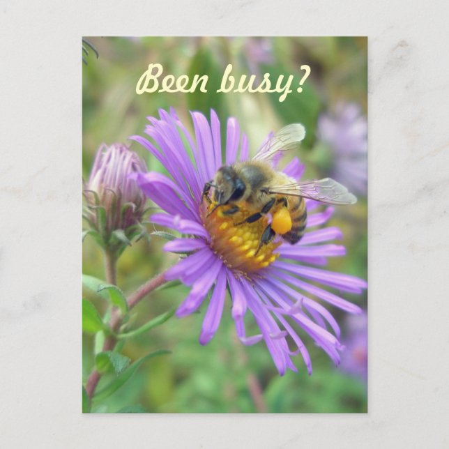 Honeybee on Asters Quick "Hi" Postcard (Front)