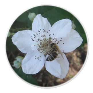 Honeybee on blackberry flower ceramic knob