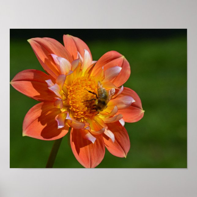 Honeybee on orange dahlia poster (Front)
