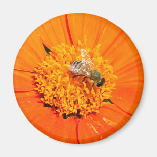 honeybee on orange magnet
