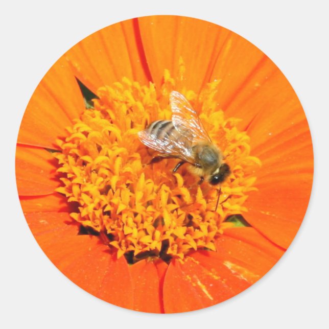 honeybee on orange sticker (Front)